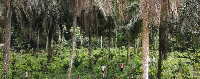 L&rsquo;agroforesterie, un outil de stabilisation des femmes et des jeunes en milieu rural